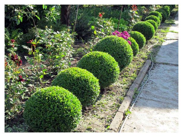 Небезпечний шкідник самшиту шириться Черкащиною