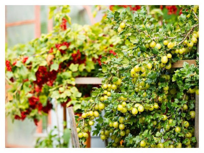 Feeding berry bushes in summer: raspberry, currant, gooseberry