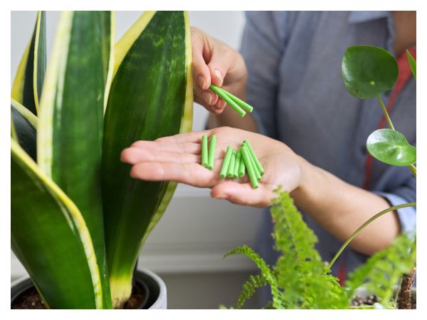 Добрива у вигляді паличок: використання та переваги  