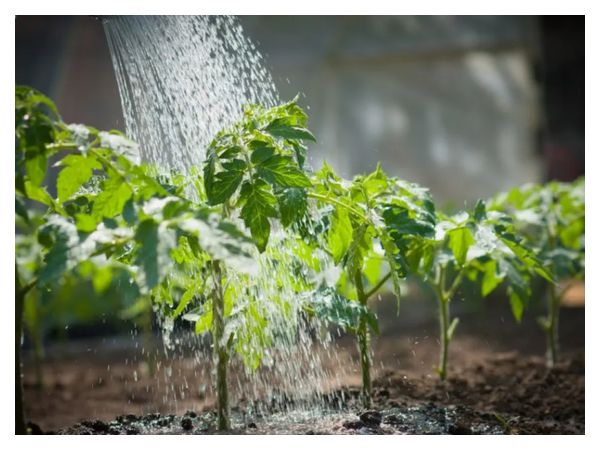 Fertilizing tomatoes in a greenhouse for a good harvest