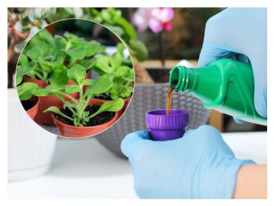 Flower seedling feeding schedule