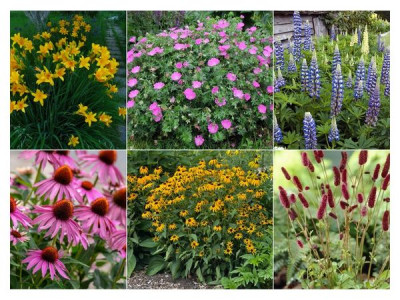 Квіти для лінивого саду