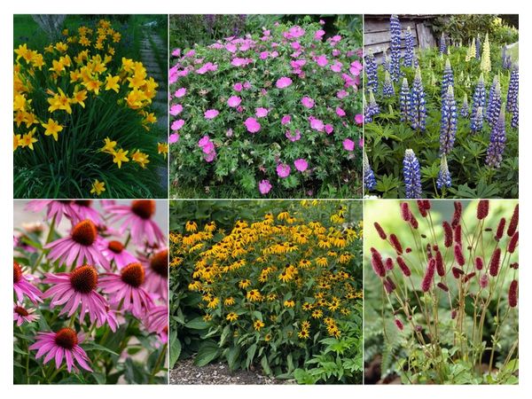 Квіти для лінивого саду