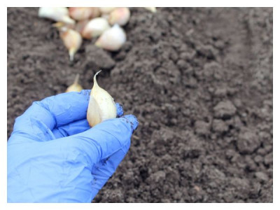 What to do if you didn’t plant garlic before the frost