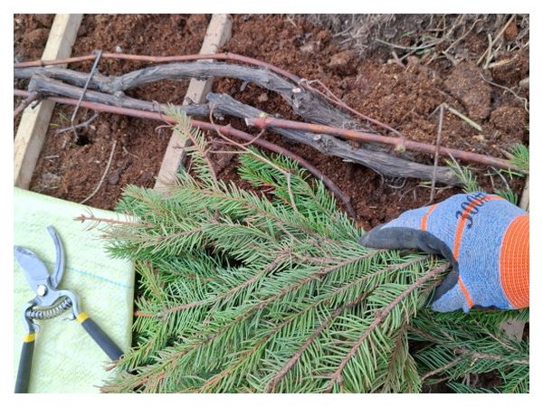 Grape sheltering: tips from an experienced gardener