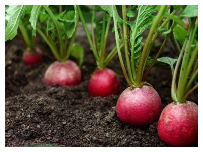 Growing radishes: 8 secrets of an unprecedented harvest