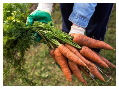 Growing carrots