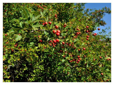 Hawthorn propagation