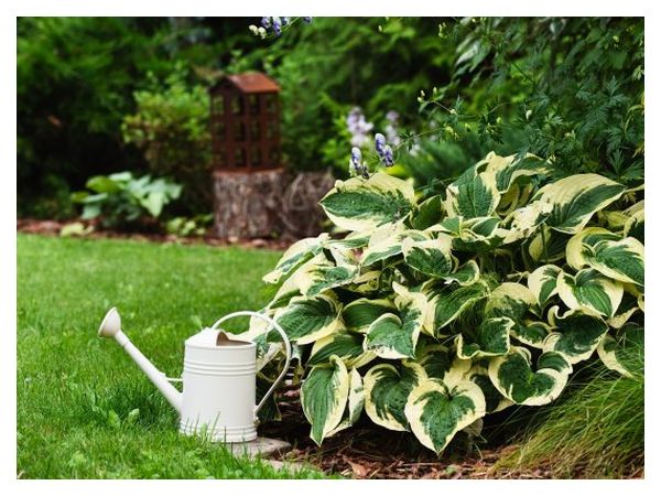 How to care for a hosta during the season