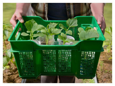 How to prepare seedlings for planting in a greenhouse and open ground