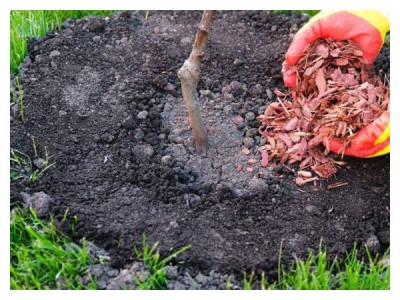 How to protect young seedlings in the first winter