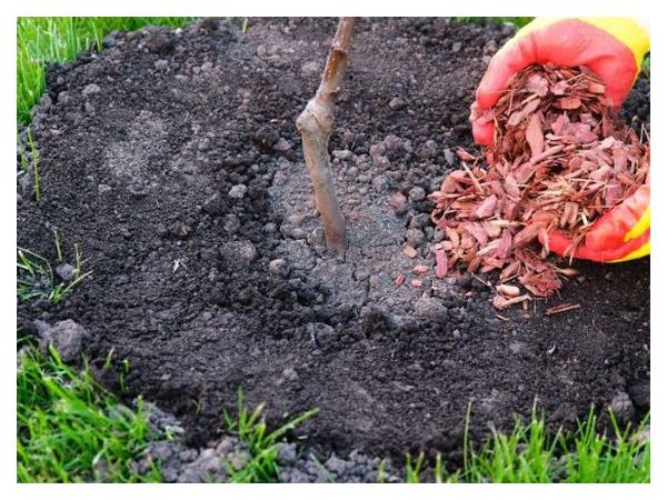 How to protect young seedlings in the first winter