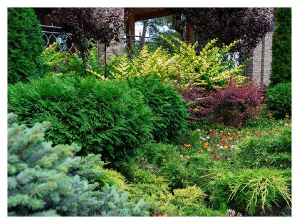 Juniper planting ideas: 9 stylish combinations