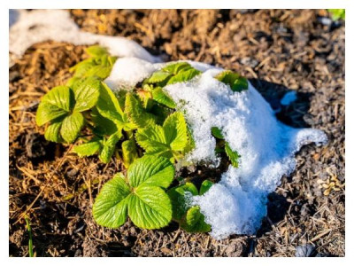 How to save your garden after a snowfall in May