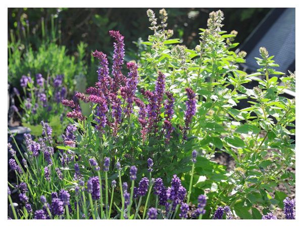 Міні-садок пряних трав біля будинку