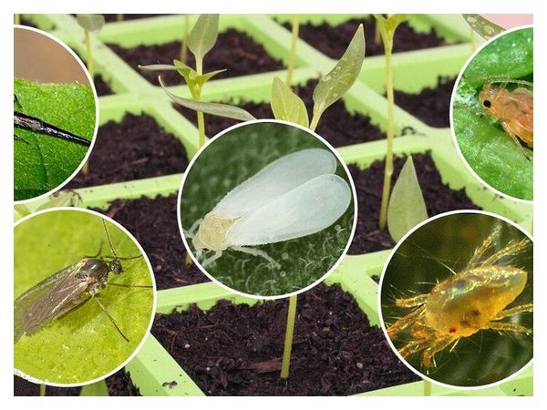 The most dangerous pests of seedlings and ways to combat them