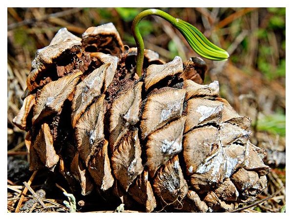 Pine nut stratification