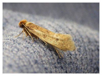 Clothes moth - «Tineola bisselliella»