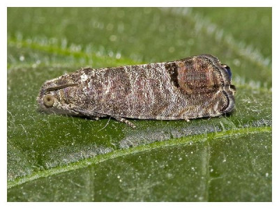 Codling moth - «Cydia pomonella»