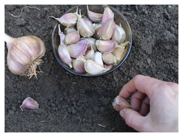 Посадка часнику під зиму – всі тонкощі посадки зубками
