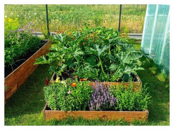 Без «хімії»: 5 рослин, які відлякують шкідників  