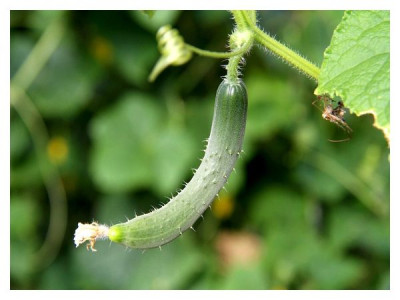 6 reasons why cucumbers have a bad harvest