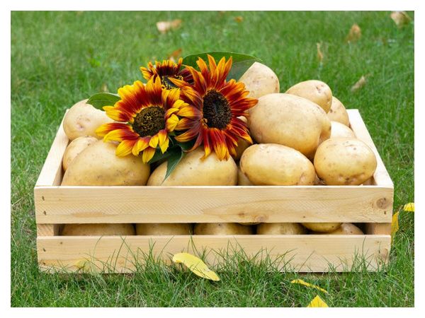 Як зберігати картоплю, щоб не проростала