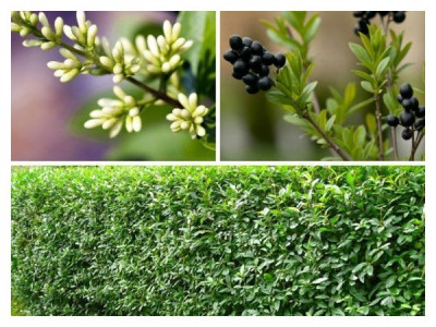 Privet propagation
