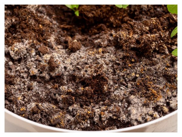 5 problems with the soil under seedlings and ways to fix everything