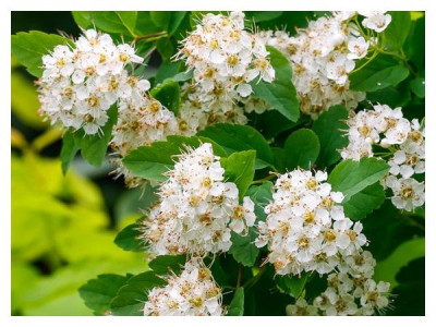 Propagation of spirea by seeds