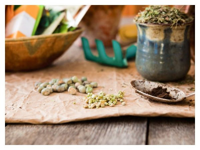 6 main rules for seed stratification at home