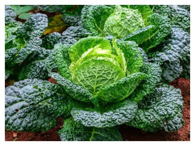 Savoy cabbage: cultivation, preparation