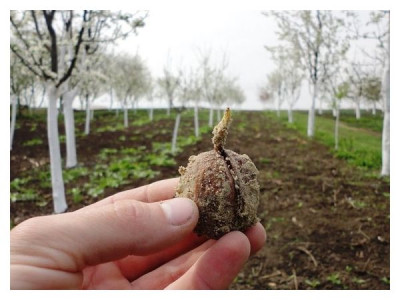 Scarification, impaction and stratification of seeds