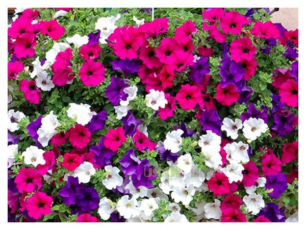 Sowing petunias for seedlings: timing and rules