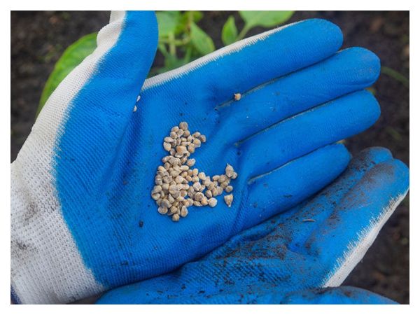 Spicy herbs and greens that can be sown before winter