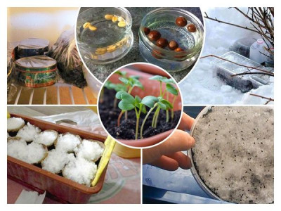Stratification of perennial flower seeds