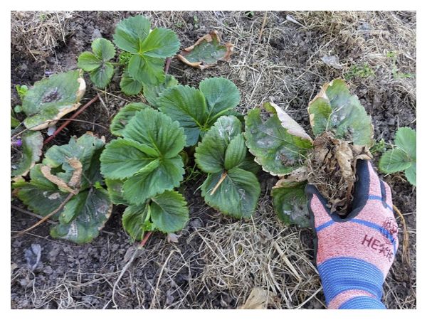 Strawberry care in spring: 5 important rules