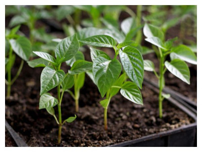 How to grow strong pepper and eggplant seedlings