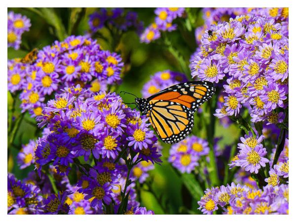 Коли і як пересаджувати багаторічну астру восени