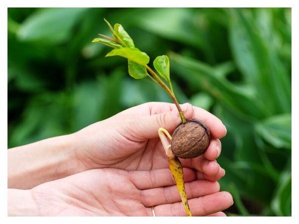 Walnut: planting, care, shaping