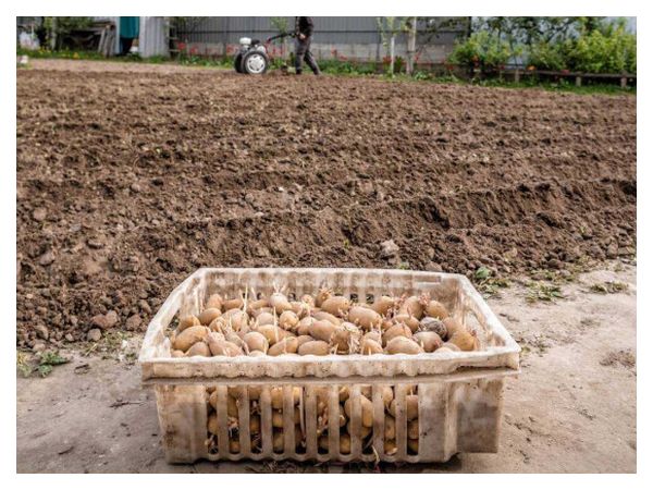 What to add to potato beds in spring - 3 proven options