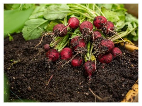 What to plant in place of early radishes