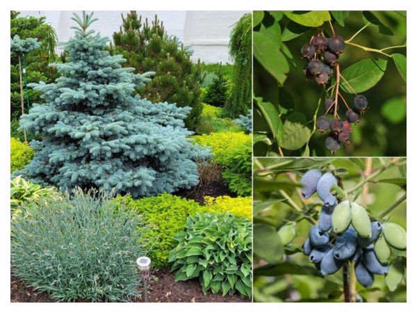 Що посадити поруч із ялинкою: плодові та декоративні культури  