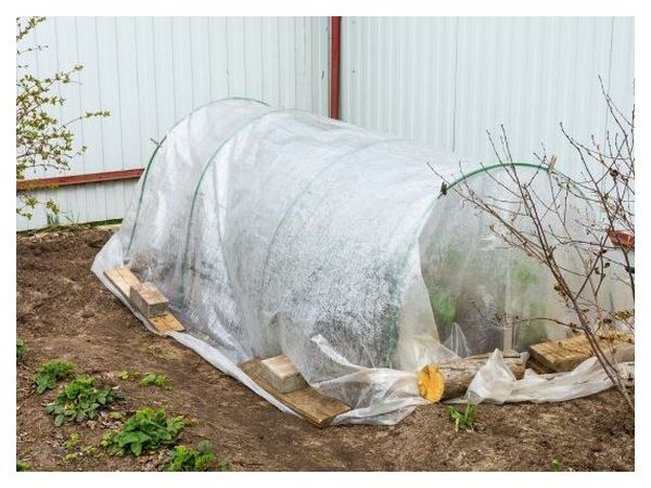 What to replace a greenhouse with - three affordable options