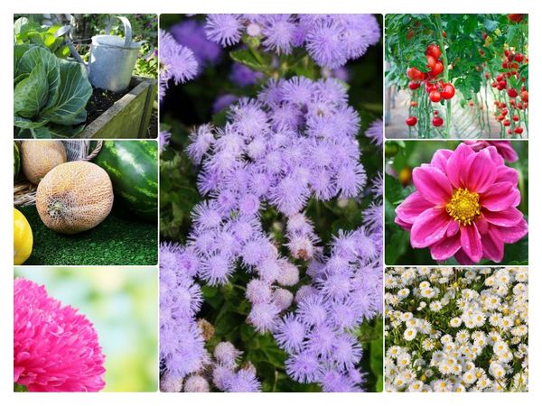 What to sow in April for seedlings