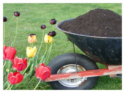 When and how to feed tulips for luxurious flowering