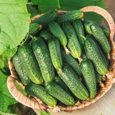 Cucumbers for open ground and greenhouses