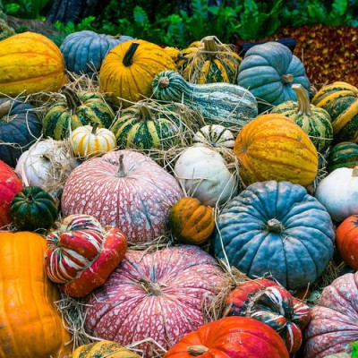 Pumpkins of various shapes and colors