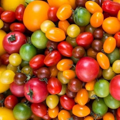 Tomatoes for every taste and color