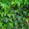 Ivy (hedera) seeds